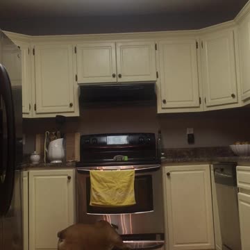 Bulldog puede encontrar comida escondida en cualquier parte de la cocina