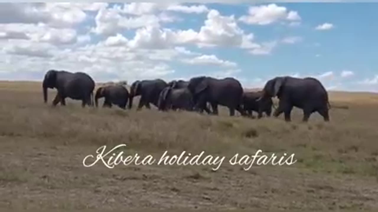 Amazing Kenya and Tanzania Safari Tour