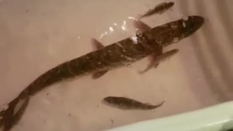 Record catch,5kg pike