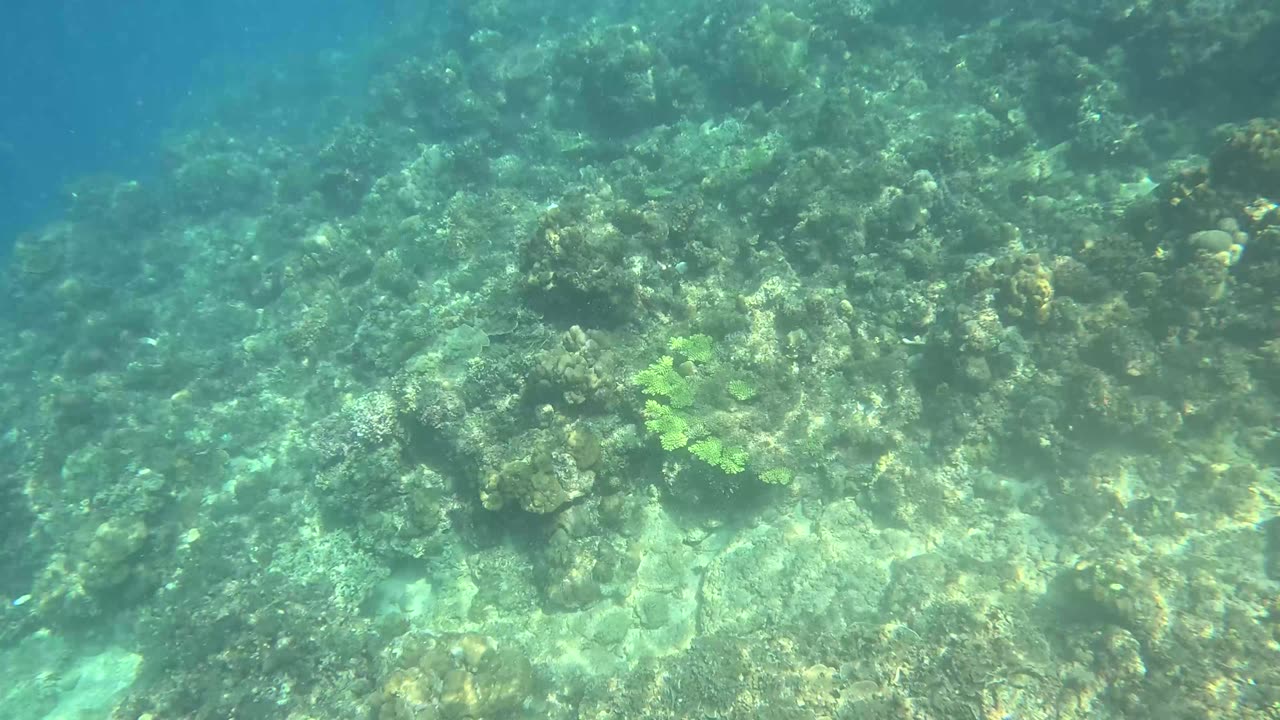 Snorkeling Adventure, There’s something so magical about being around a healing reef.