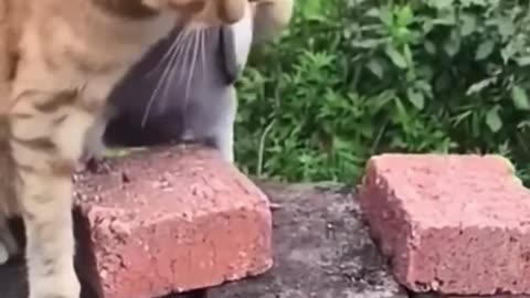 Naughty cute cat #funny #shorts #catlover #funny animal #shortsvideo