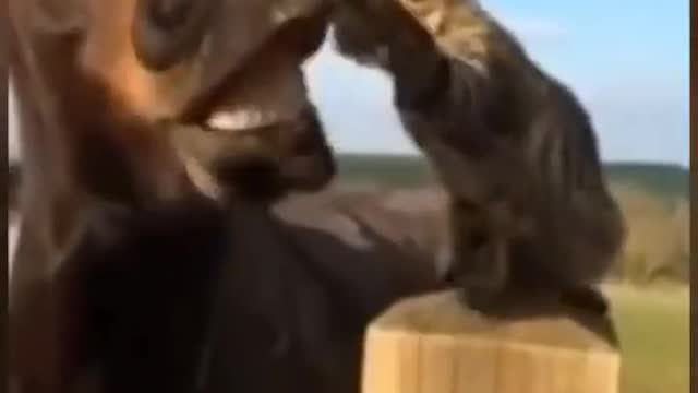 Horse SOO Cute! Cute And funny horse Videos Compilation cute moment #Shorts