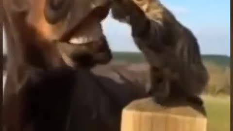 Horse SOO Cute! Cute And funny horse Videos Compilation cute moment #Shorts
