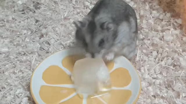 The ice is amazing for a hamster.