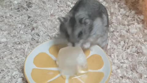 The ice is amazing for a hamster.