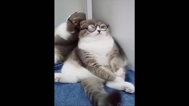 The playful cat listened to my glasses