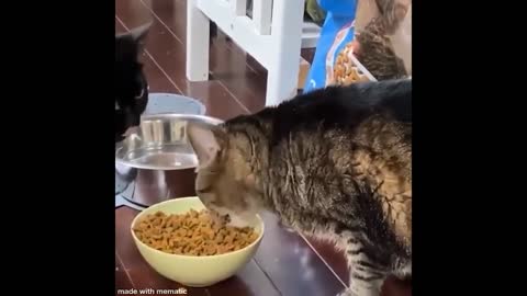 Extreme Hungry Cat