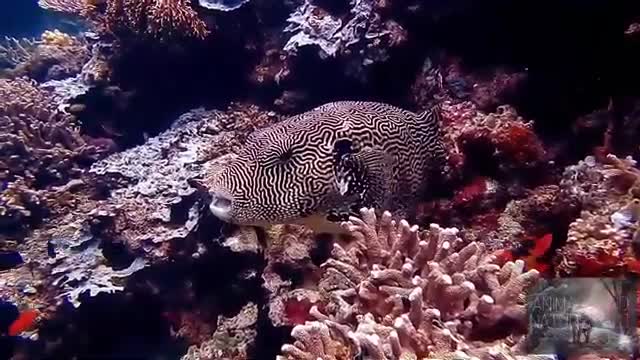 Most beautiful Under water creatures