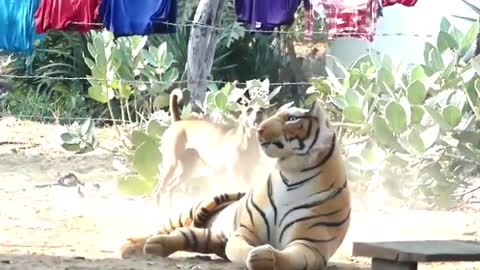 Fake Tiger Prank To dog