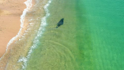 Amazing Fishing |