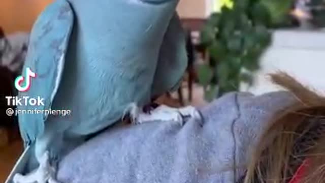 Funny parrot talking very clearly