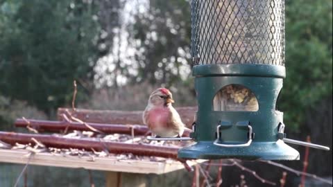 Bird Eating Alone
