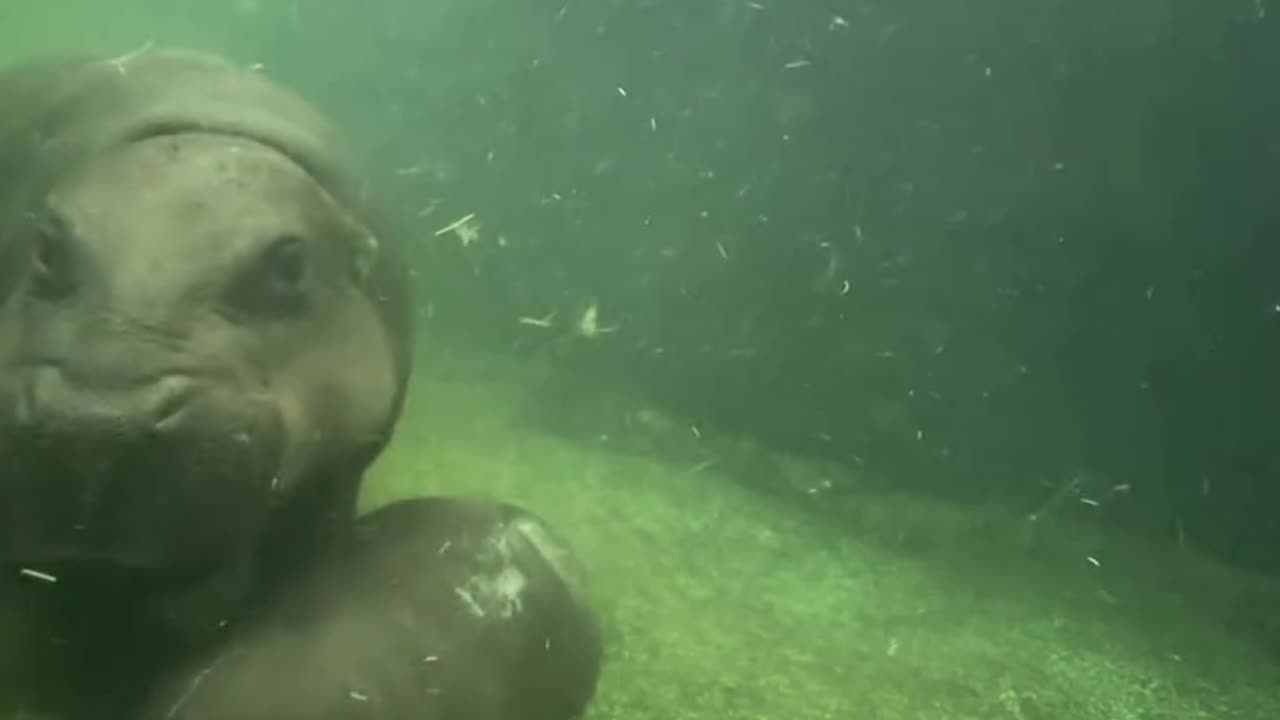 Underwater with endangered Pygmy Hippo mum and calf duo