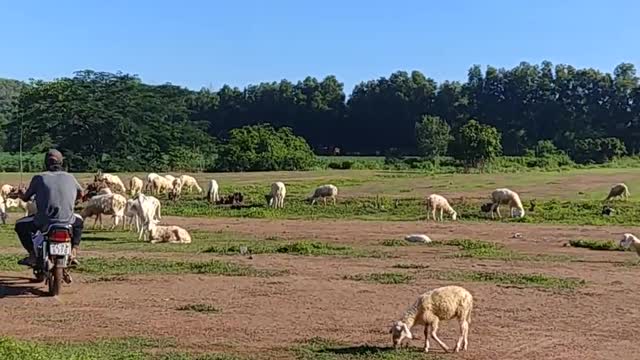 Visiting sheep