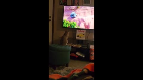 Kitty can't get enough of watching movies on TV