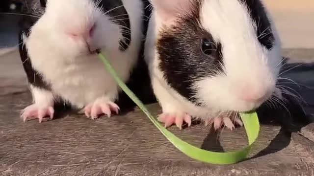 Funny and cute mouses kissing while eating