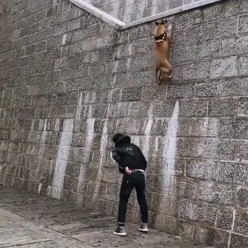 Super dog videos|dog videos|cute animals |#dogs |#shorts