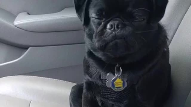 Pug falling asleep in front seat of car