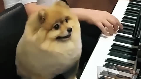 To play the piano