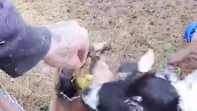 You'll definitely couldn't resist to let them play ViralHog