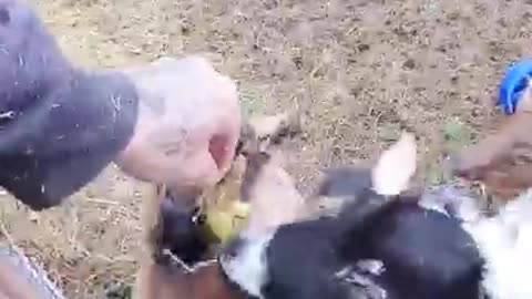 You'll definitely couldn't resist to let them play ViralHog