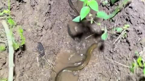 Snake fish how did it get to the field