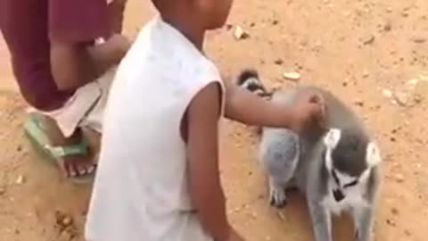 Animals Being Petted