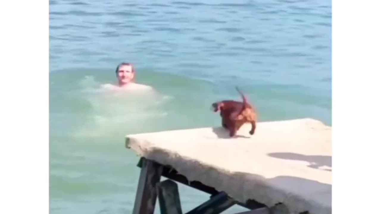 SEA DOG