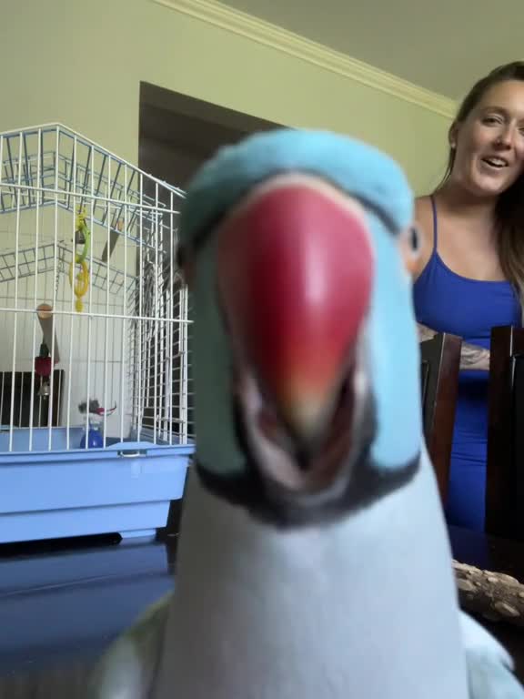 If Only He Had The Red Carpet For His little Waddle 😫💅🏼