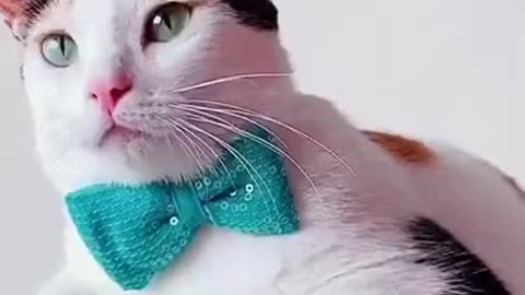 OMG So Cute ♥ Best Funny Cat Videos 2021 #shorts #Cats&dogs