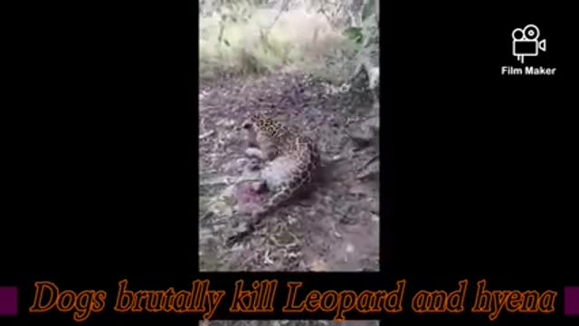 5 dogs killed brutally leopard ,hyena