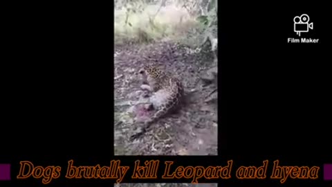 5 dogs killed brutally leopard ,hyena
