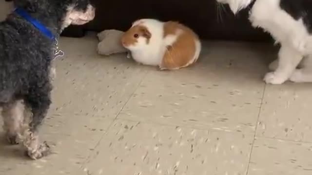 The dog doesn't let the cat bully the rabbit.