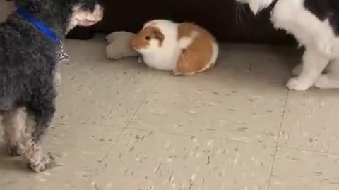 The dog doesn't let the cat bully the rabbit.