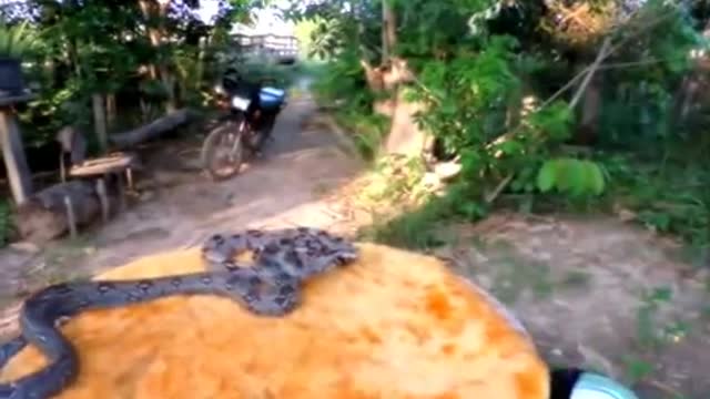 Snake Pop