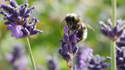 Bee moving between flowers