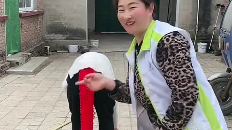 Chinese Funny Videos