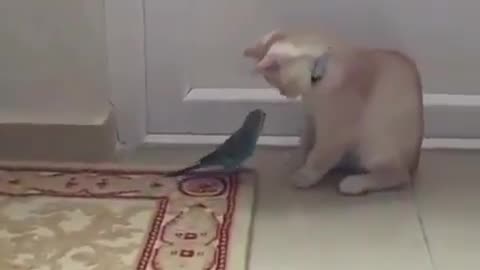 Cute cat and bird playing