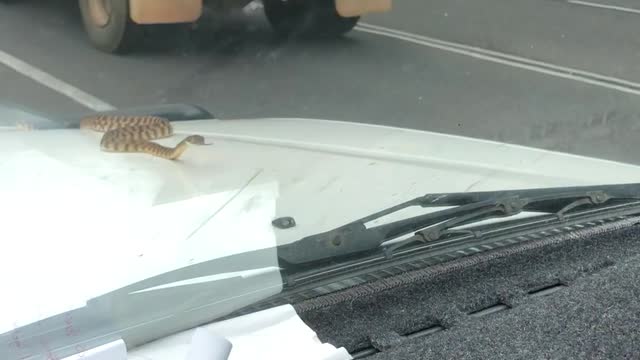 Snake Goes Car Surfing in Cairns