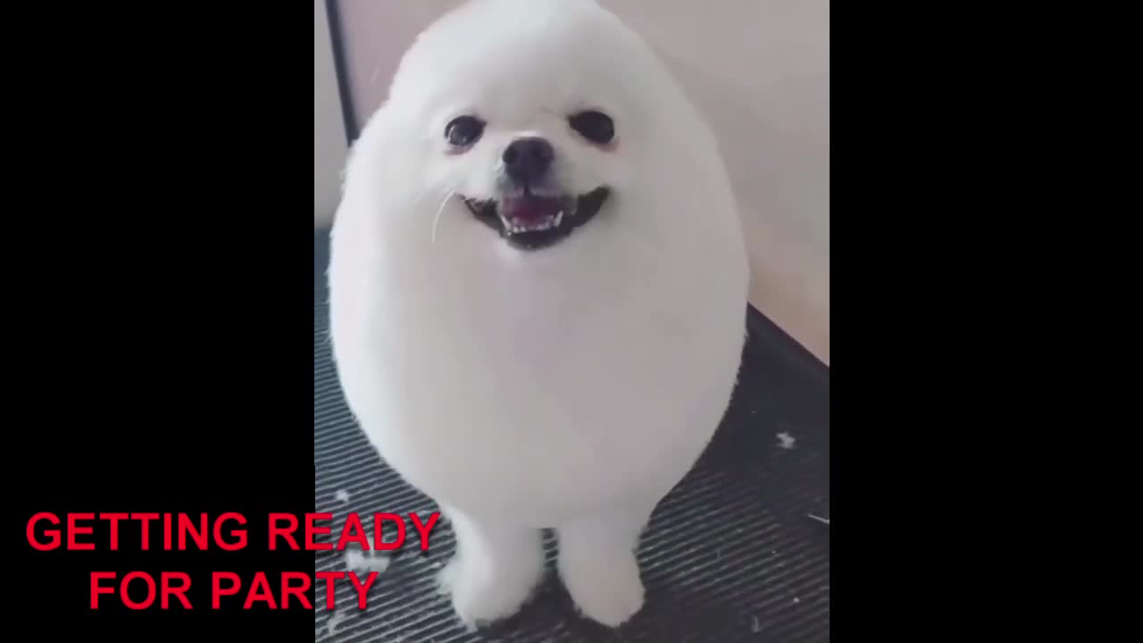 TIKTOK: CUTE DOGS COMPILATION