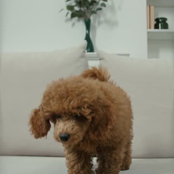 Cute dog #lovely #beautiful💟