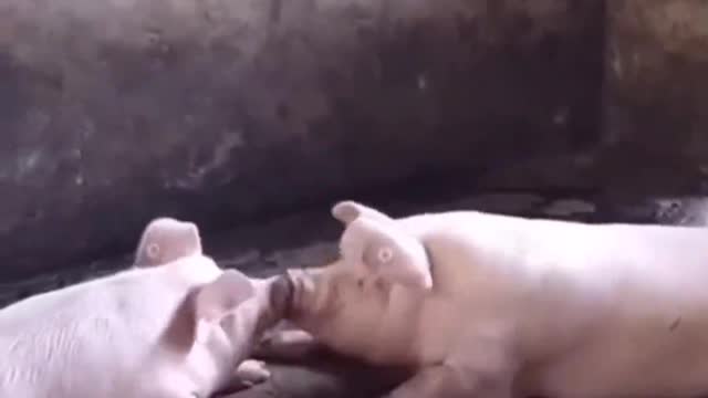 These two little pigs are so sweet, another one!