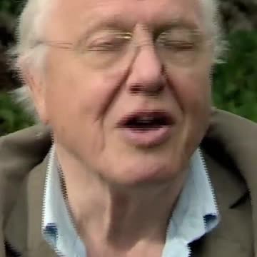 How flowers sing to the bees