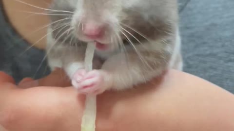 Hamster radish eating show.