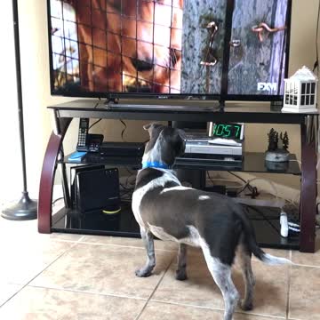 Cooper loves watching A Dogs Purpose.