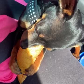 Puppy Gets a Gift-A Pig Ear