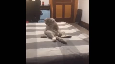 FUNNY poor Cat chokes - SO FUNNY