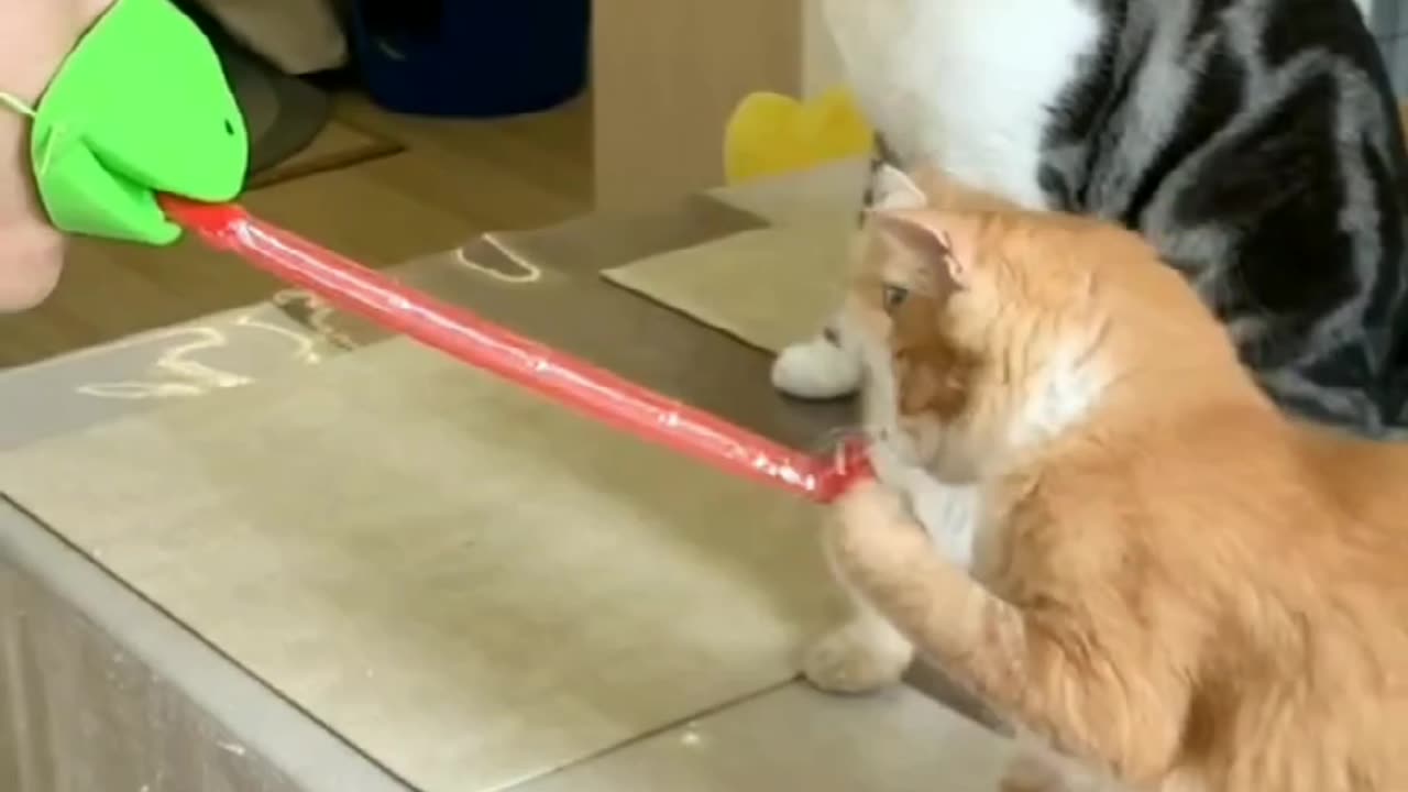 Funny cats workout 2023😂😂#funny animals