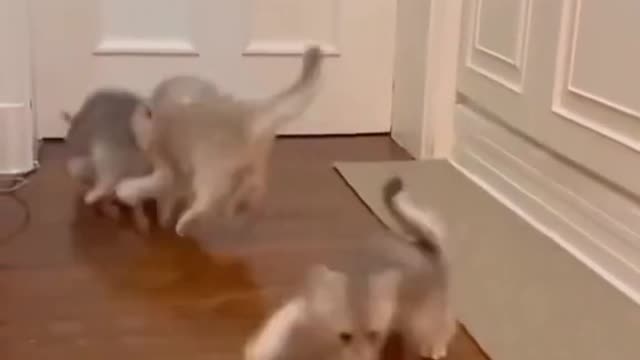 The feeling of a kitten jumping