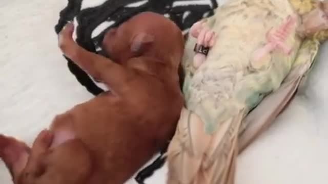 Puppy Snuggles Up to Bird and Sleeps